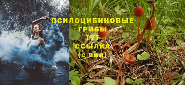 прущие грибы Вяземский