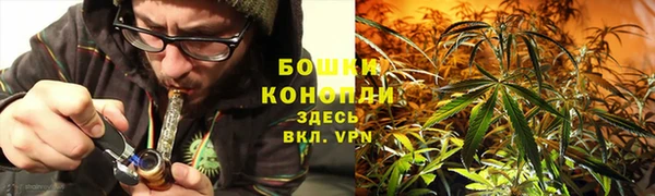 прущие грибы Вяземский